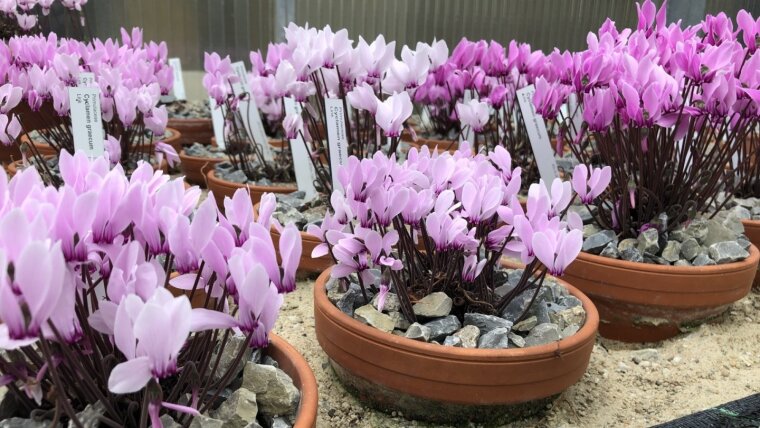 Cyclamen Sammlung_2021