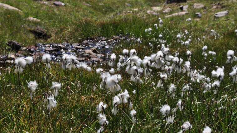 Eriophorum angustifolium in den Westalpen bei Briançon