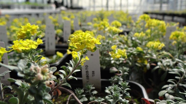 Gewächshauskultur von Alyssum montanum